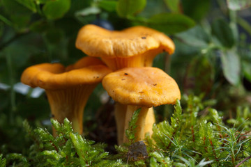 Collecting chanterelle mushroom in the forest. chanterelle in moss with green background.