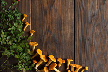 Collecting chanterelle mushroom in wooden background. Collecting mushrooms and preparing food. A frame for your text.