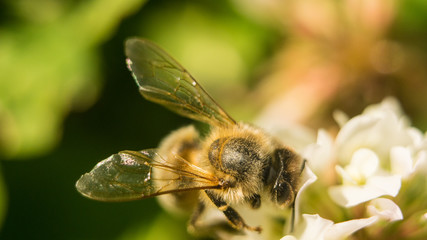 Closeup of bee at work on white clover flower collecting pollen A four leaves clover.