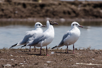 Fototapeta premium Brown-headed Gulls