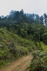 Enigmatic and mysterious forests of Central America. Guatemala