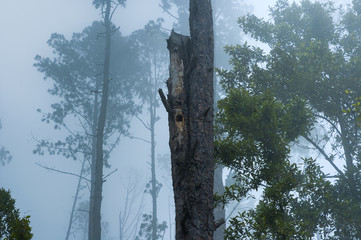 Fototapeta premium Enigmatic and mysterious forests of Central America. Guatemala