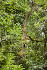 Enigmatic and mysterious forests of Central America. Guatemala