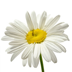 chamomile flower isolated on white background