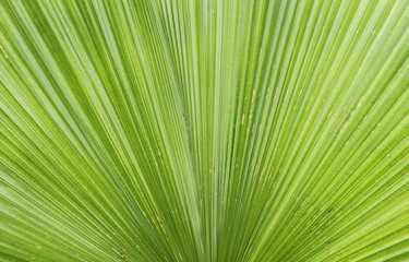 palm leaf texture pattern under the sunlight