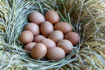 Eggs in a nest made of straw