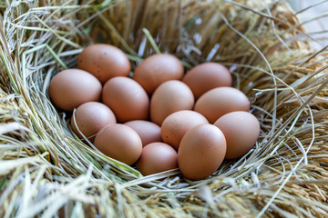 Eggs in a nest made of straw