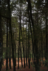 Dark forest of pines contaminated with garbage