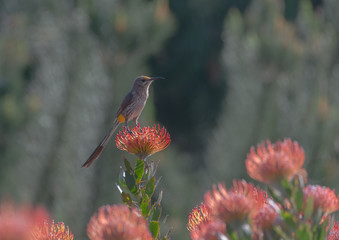 Sugar bird Cape 