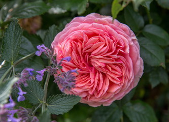 Blooming apricot English rose in the garden on a sunny day. David Austin Rose