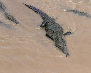 Crocodiles in a muddy river