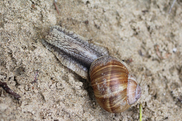 Roman snail (Helix pomatia)