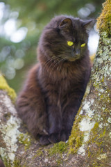Chat