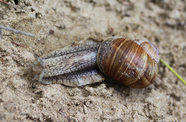 Roman snail (Helix pomatia)