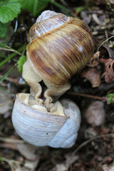 Roman snail (Helix pomatia)