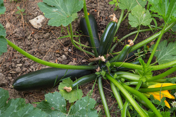 Obraz premium courgettes