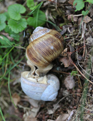 Roman snail (Helix pomatia)