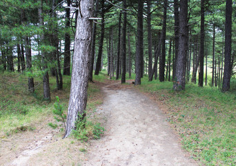 Coniferous forest Kennemerland 