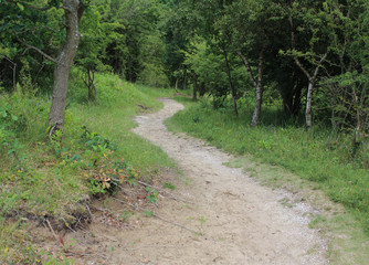 Fototapeta premium Coniferous forest Kennemerland 