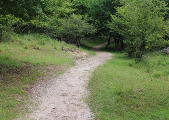Coniferous forest Kennemerland 