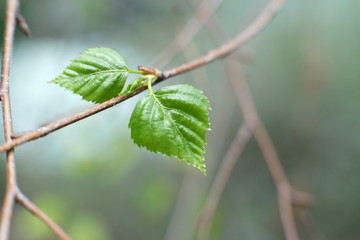 leaf