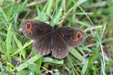 Erebia Neoridas
