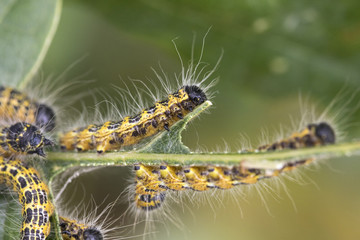 Buff-tip caterpillar