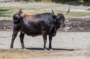 Auerochse - Bos primigenius taurus