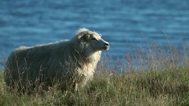 A white big sheep stands against the background of the water in the field. Andreev.