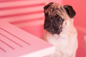 pug