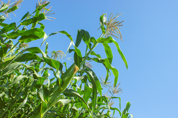 Corn in a field in the rays