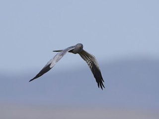 Montagus harrier (Circus pygargus)