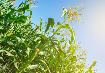 Corn in a field in the rays of the summer sun