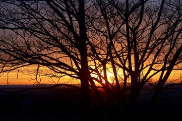 Sunset Behind a Tree