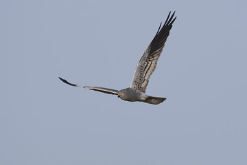 Montagus harrier (Circus pygargus)