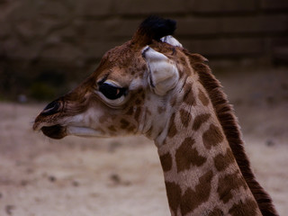 giraffe