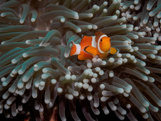 Fototapeta na wymiar Clown anemone fish(Nemo) in anemone