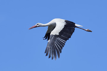White stork (Ciconia ciconia)