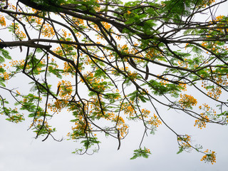 Barbadose tree