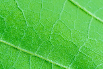 Fototapeta premium close up of green leaf