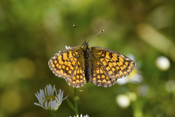 Melitaea Athalia