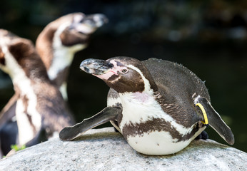 Obraz premium Humboldt Pinguin - Spheniscus humboldti