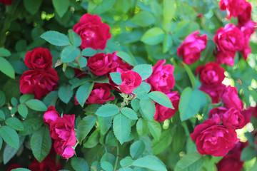 Садовая розовая роза