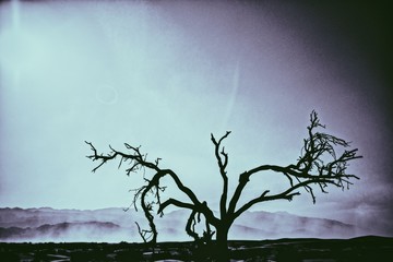 Death Valley Warped Tree