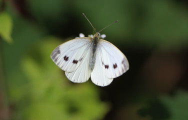 Small white butterfly (pieris rapae)	