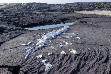 Galapagos whale skeleton
