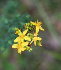 Agrimonia eupatoria