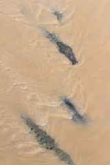 Crocodiles in a muddy river