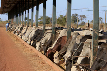 Fazenda de gado