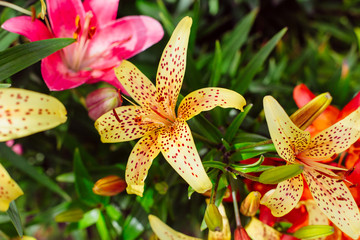 Llies in the garden.